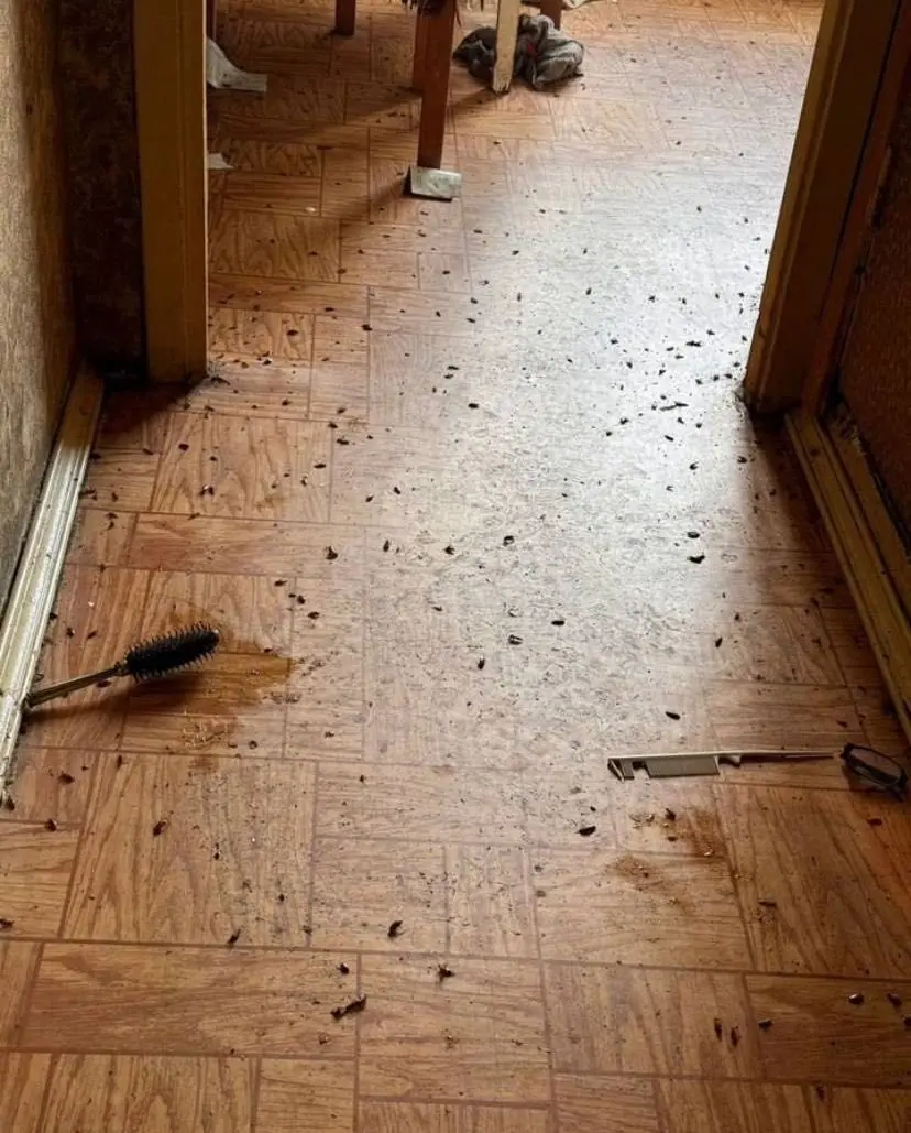 Процесс дезинсекции от тараканов и клопов