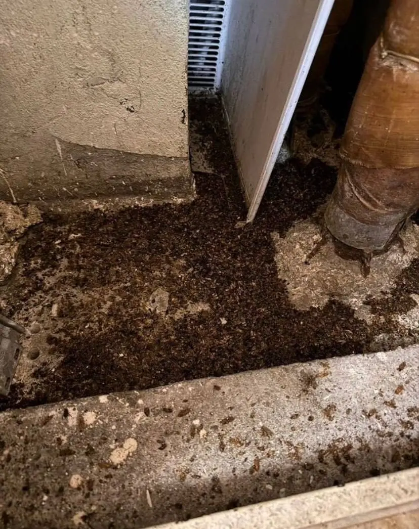 Результат обработки от насекомых